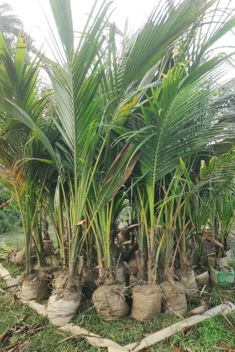 FB_IMG_1734922467550